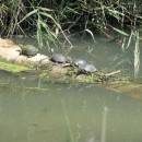 3.черепахи.турали.24.06.2011