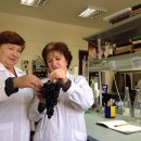 подготовка виноматериалов